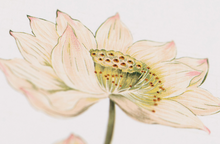 Load image into Gallery viewer, 8pcs Blank note cards with envelopes | Chinese hand-drawn bird and flower landscape painting